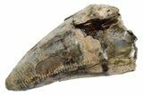 Juvenile Dinosaur (Tyrannosaurus rex) Tooth - Montana #251688-1